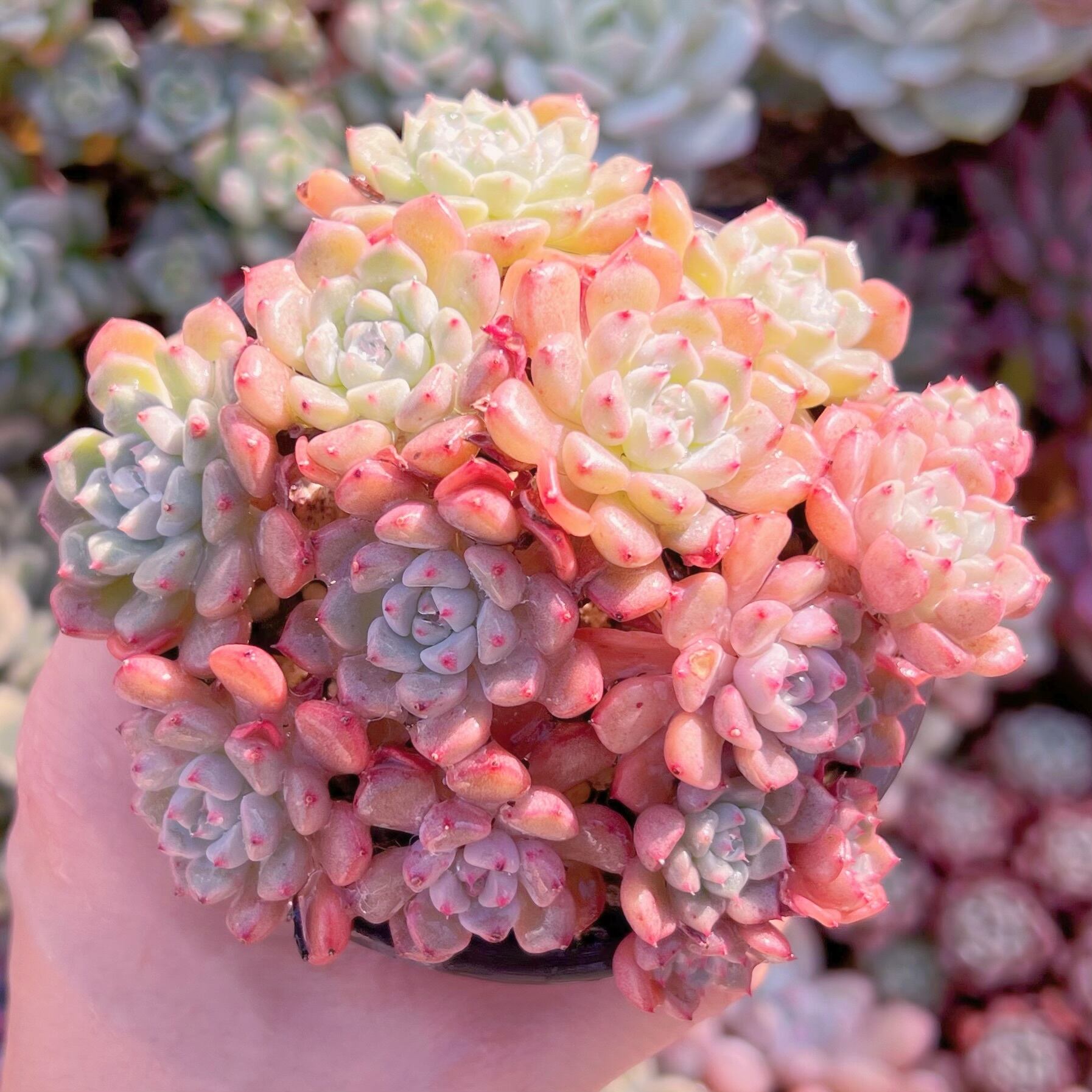 現品　スノーピーチ#A24　群生　新入荷　るる農園