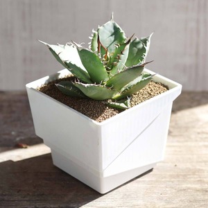 Meshpot NEW TYPE 10cm ブラック 2個セット