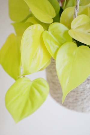 【M】フィロデンドロン レモンライム/Philodendron 'Lemon Lime'