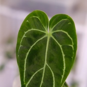アンスリウム・レガレ / Anthurium Regale㉓│観葉植物