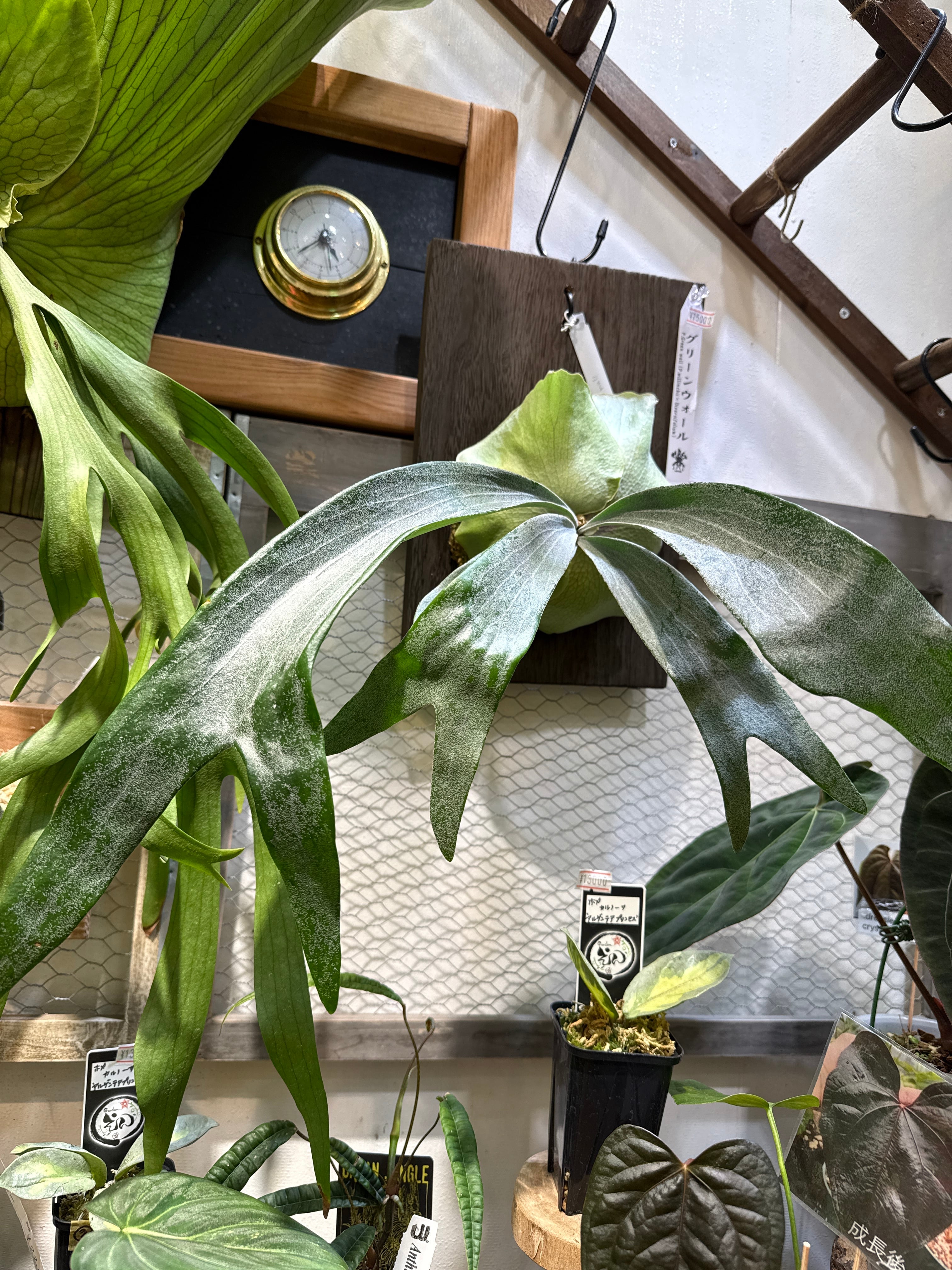 ビカクシダ グリーンウォール P.Green wall(ウィリンキーXディバー