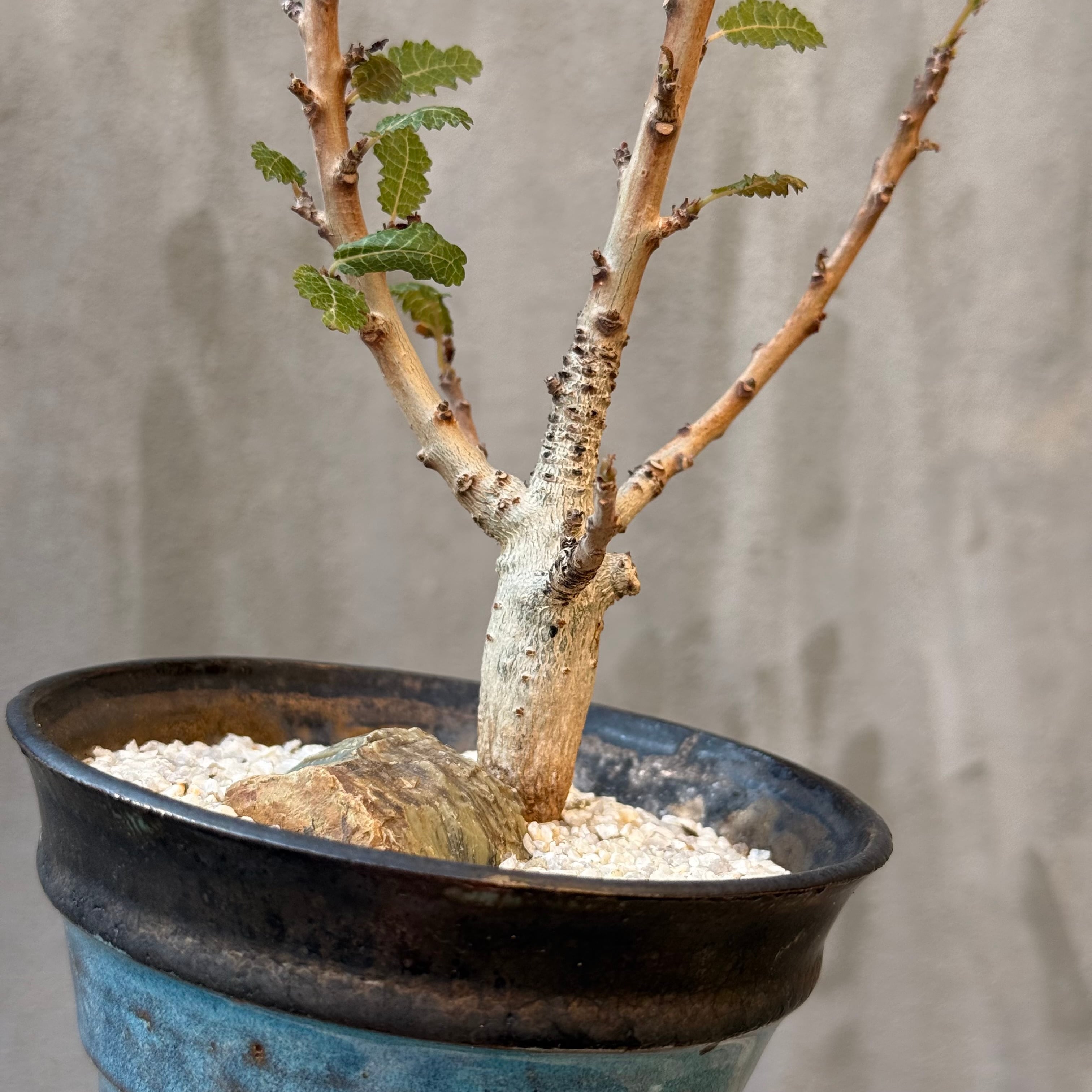 植物×鉢】ボスウェリア ナナ 実生株 × 陶器鉢 | A-PLANTS