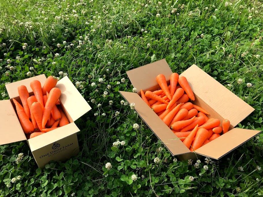 ジュース用：有機にんじん 5kg | ONE DROP FARMのはちみつ