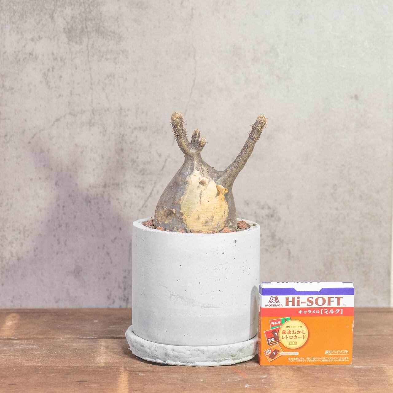 グラキリス(26cm胴回り)|現地株らしい荒肌と生命感あふれる枝ぶり【発根済】【モルタル鉢仕立て】