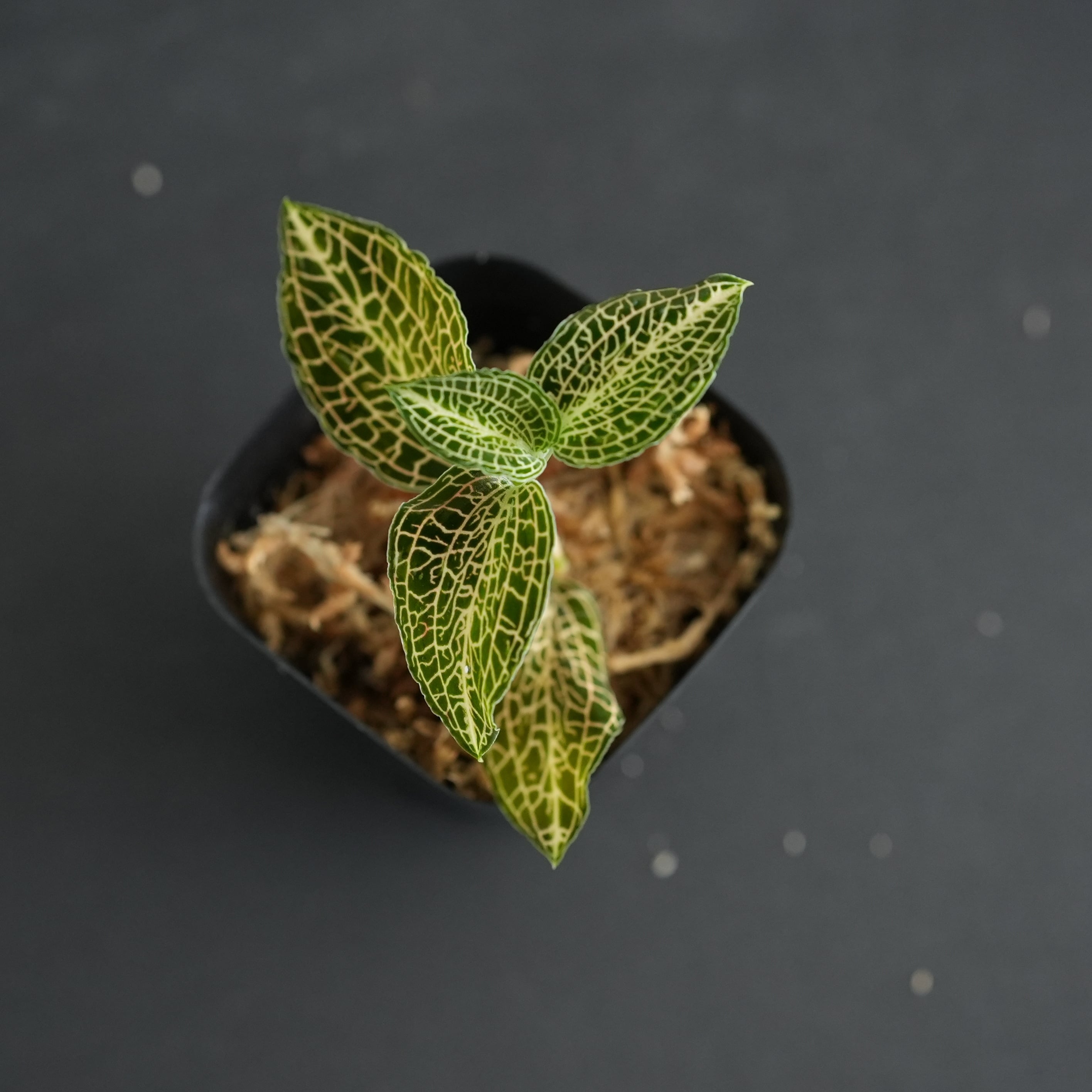 ◇現品◇Anct.sp.Vietnam Green × Anct.hybrid【ジュエルオーキッド