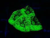 Goniastrea Frag 11"