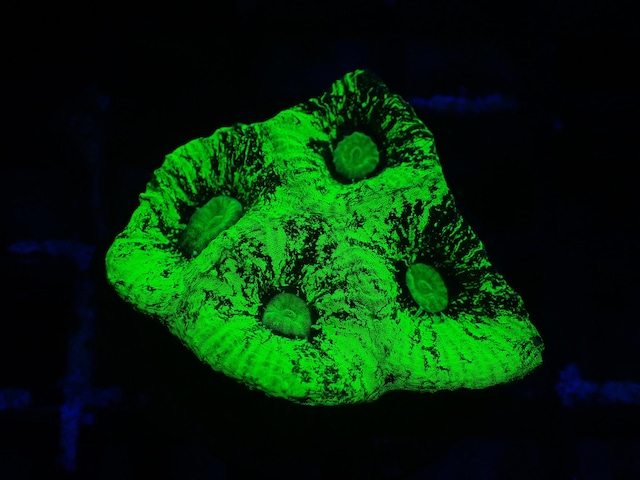 Goniastrea Frag 11"