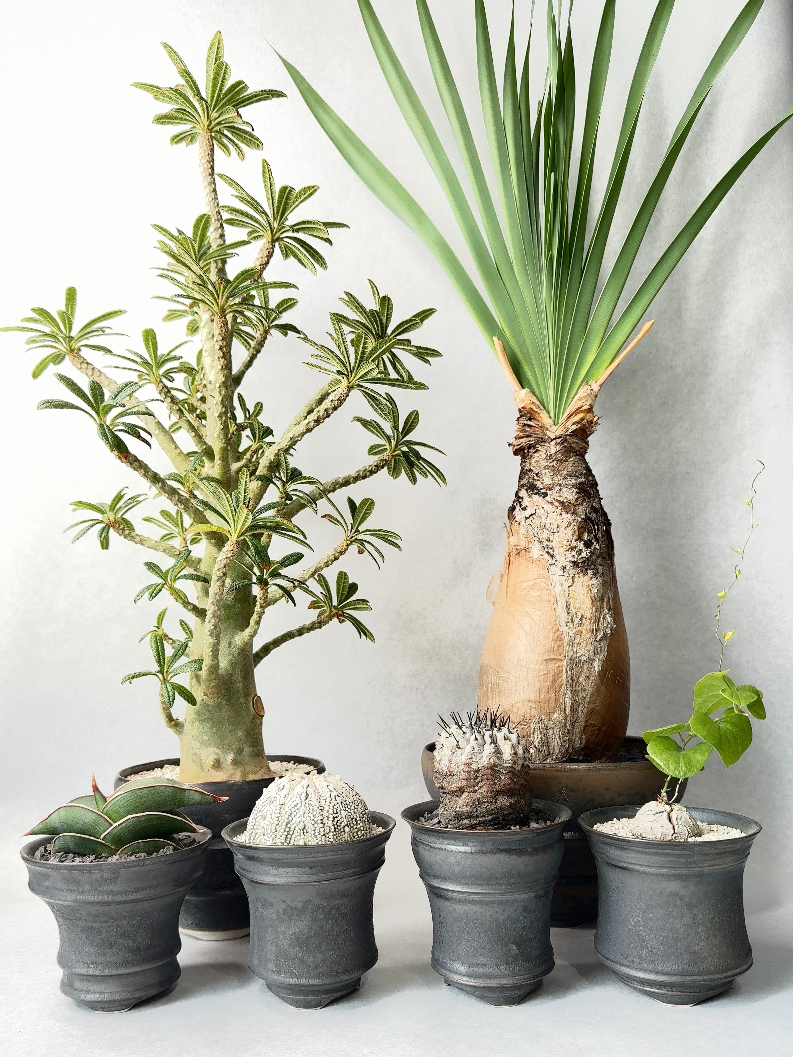 ドルステニア ギガス ドルステニア・ギガス | trigger