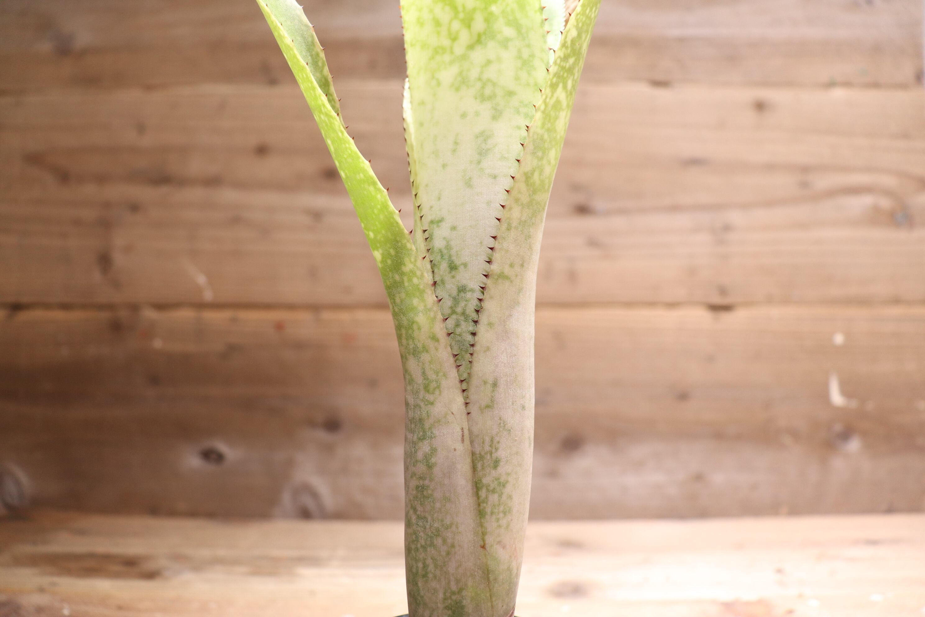 送料無料】 Billbergia 'Ring of saturn' x ('Domingos Martins' x
