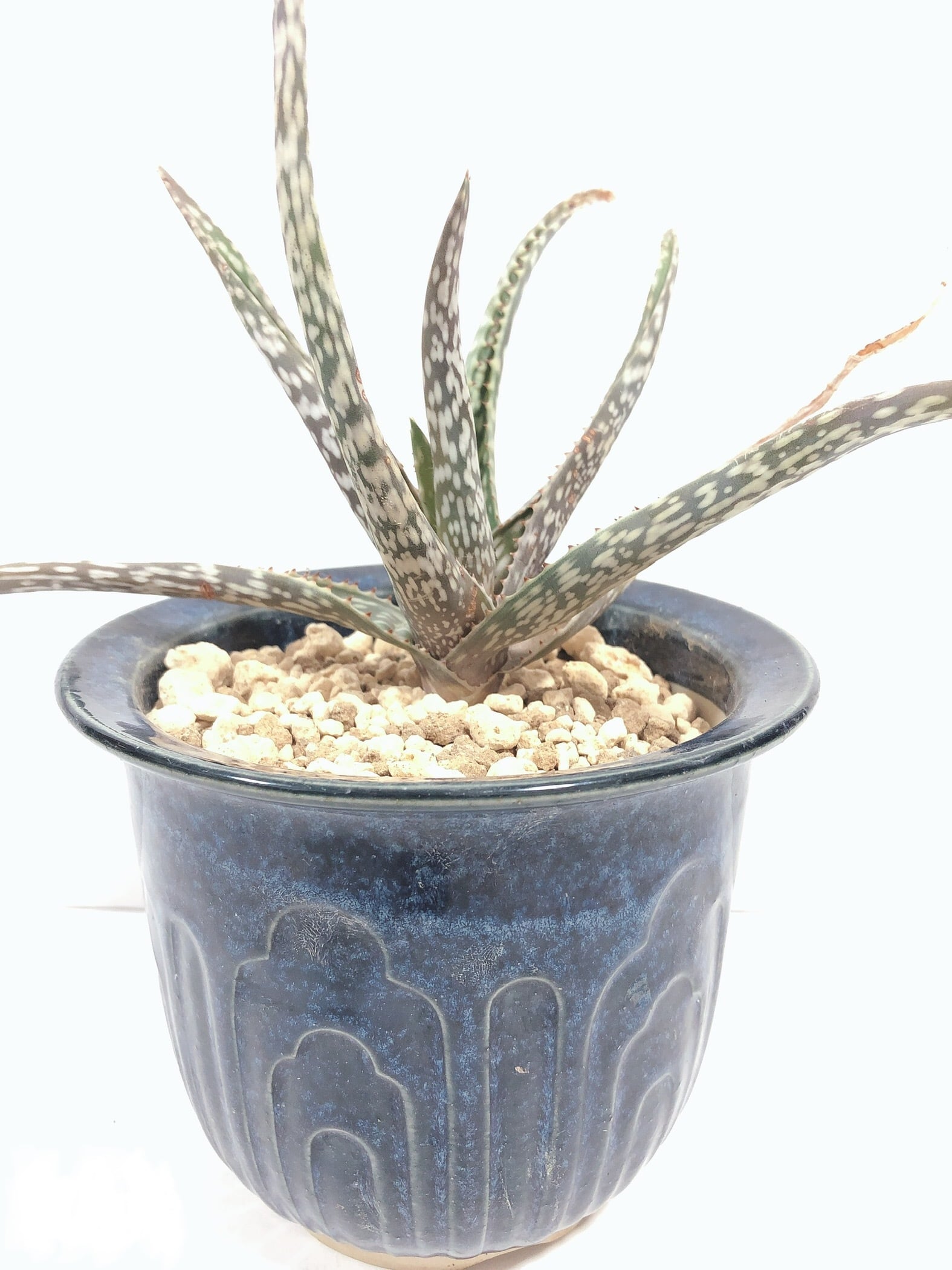 Aloe Trichosantha アロエ トリコサンタ 鉢セット 多肉植物 Plants Maru ー 多肉植物 サボテン 園芸グッズのお店 ー