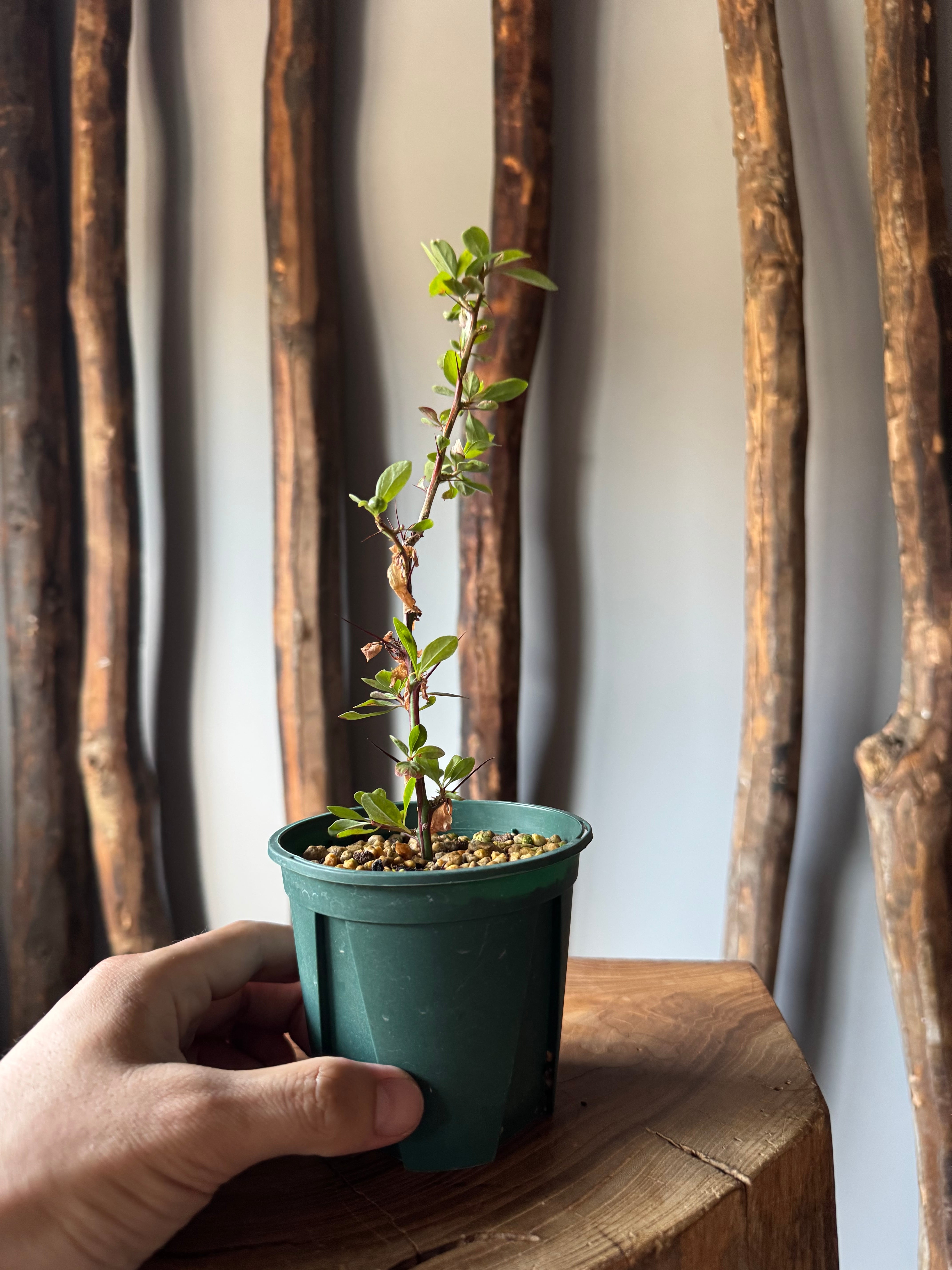 新着】Fouquieria fasciculata【激レア塊根の挿木】フォークイエリア