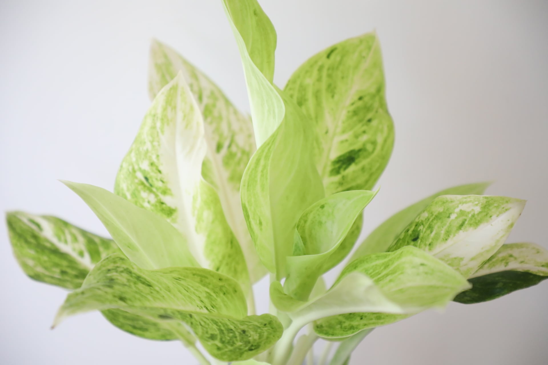 希少】アグラオネマ ライムグリーン/Aglaonema Lime green ※陶器鉢付き