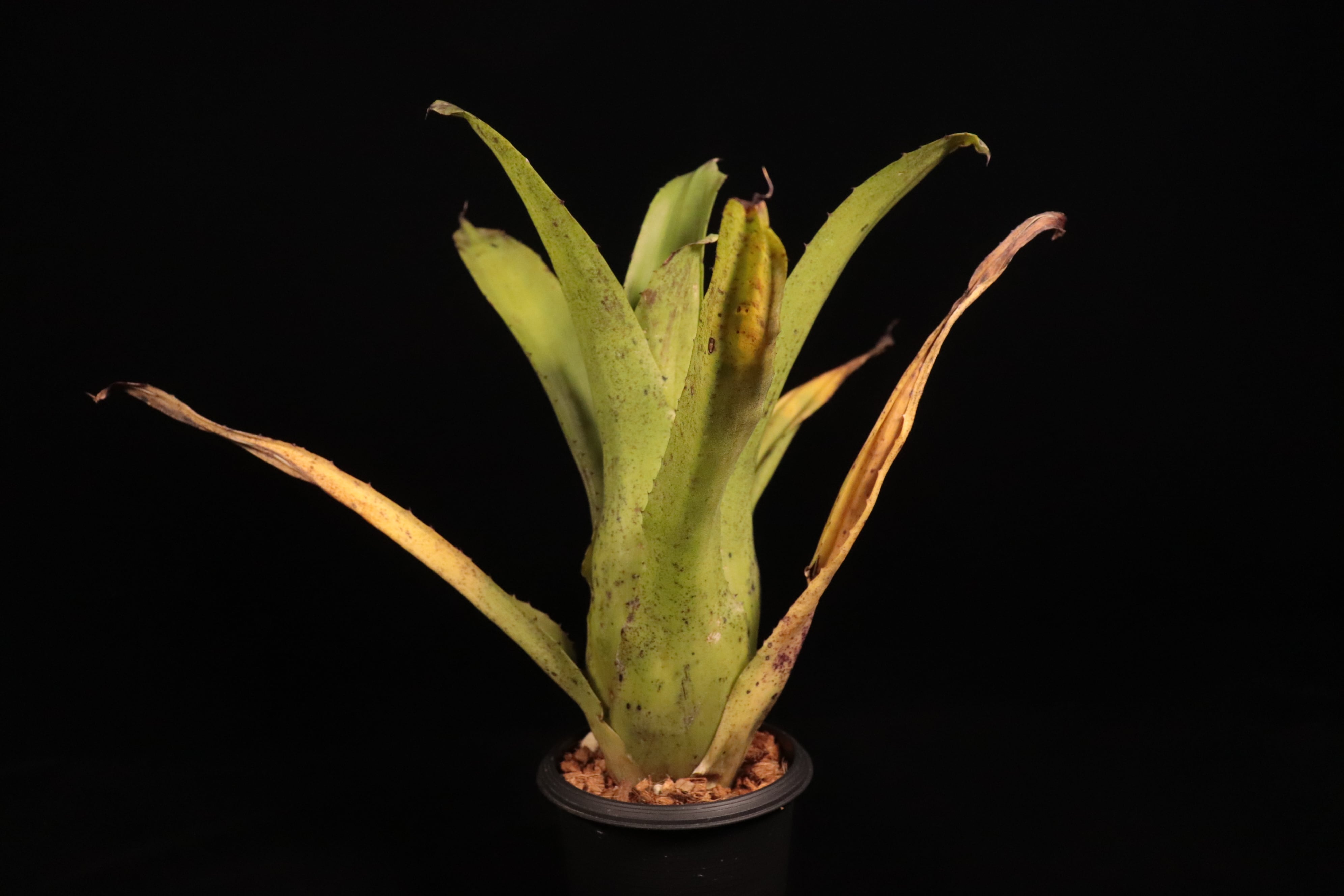 Hohenbergia edmundoi〔ホヘンベルギア〕H238 | plane plants