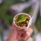 Anthurium (Papililaminum variegated × Crystallinum marble) × (Dressleri × X-Ray)｜実生アンスリウム｜観葉植物