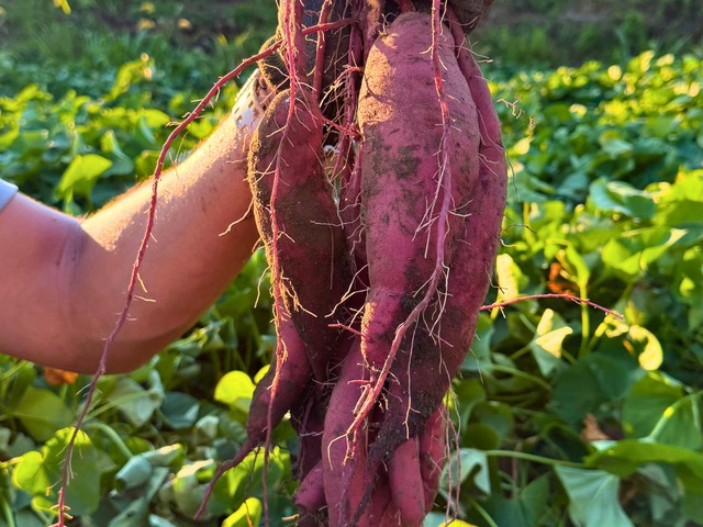 【第１弾】土付き採れたてシルクスイート2.5kg