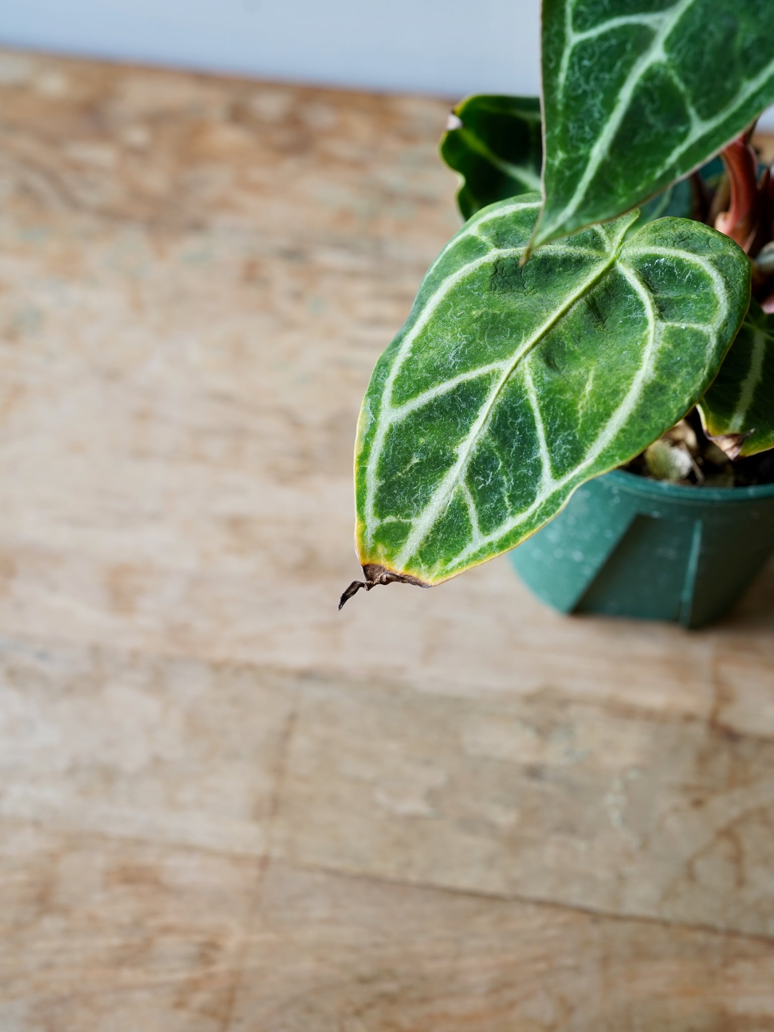 アンスリウム クリスタリナム ”ブラックフォーム” | フラワーショップ