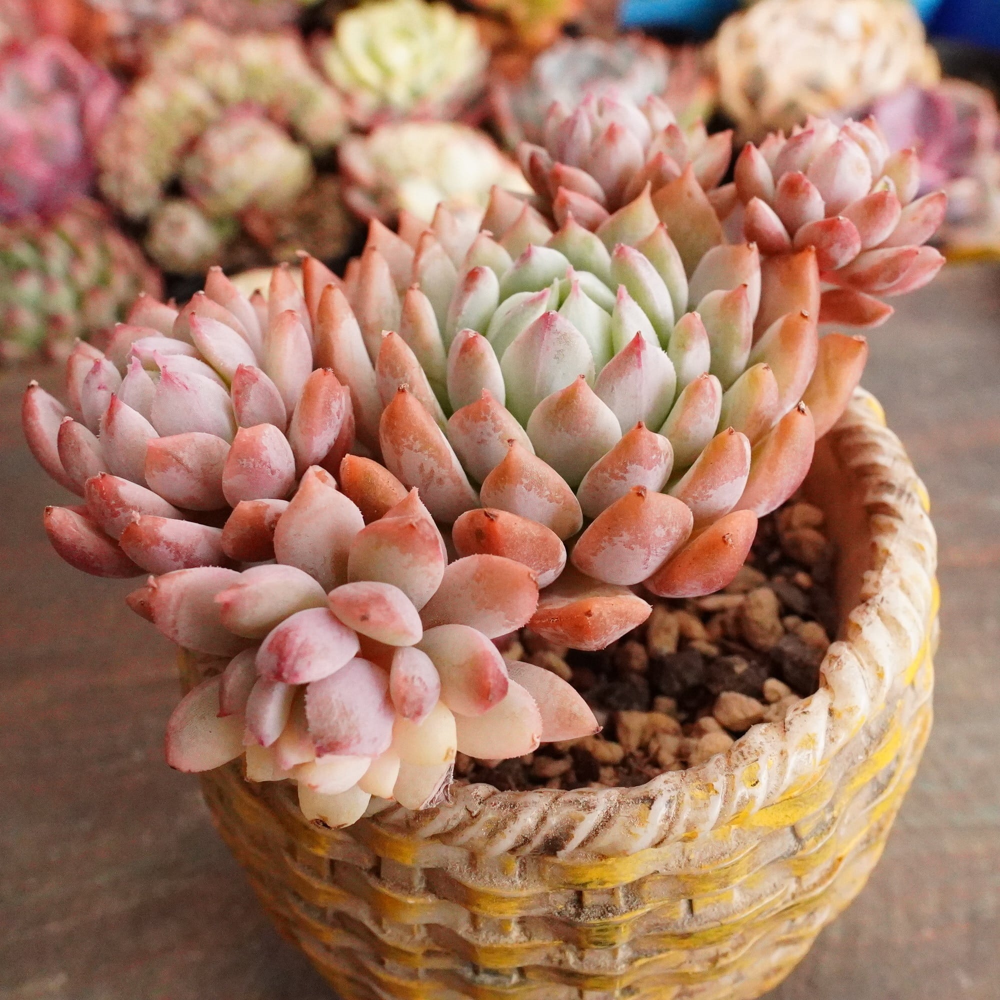 多肉植物❗️赤字覚悟　韓国苗　斑入り　錦8種セット❗️ 多肉植物❗️赤字覚悟 韓国苗 斑入り 錦8種セット❗️ 多肉植物❗️