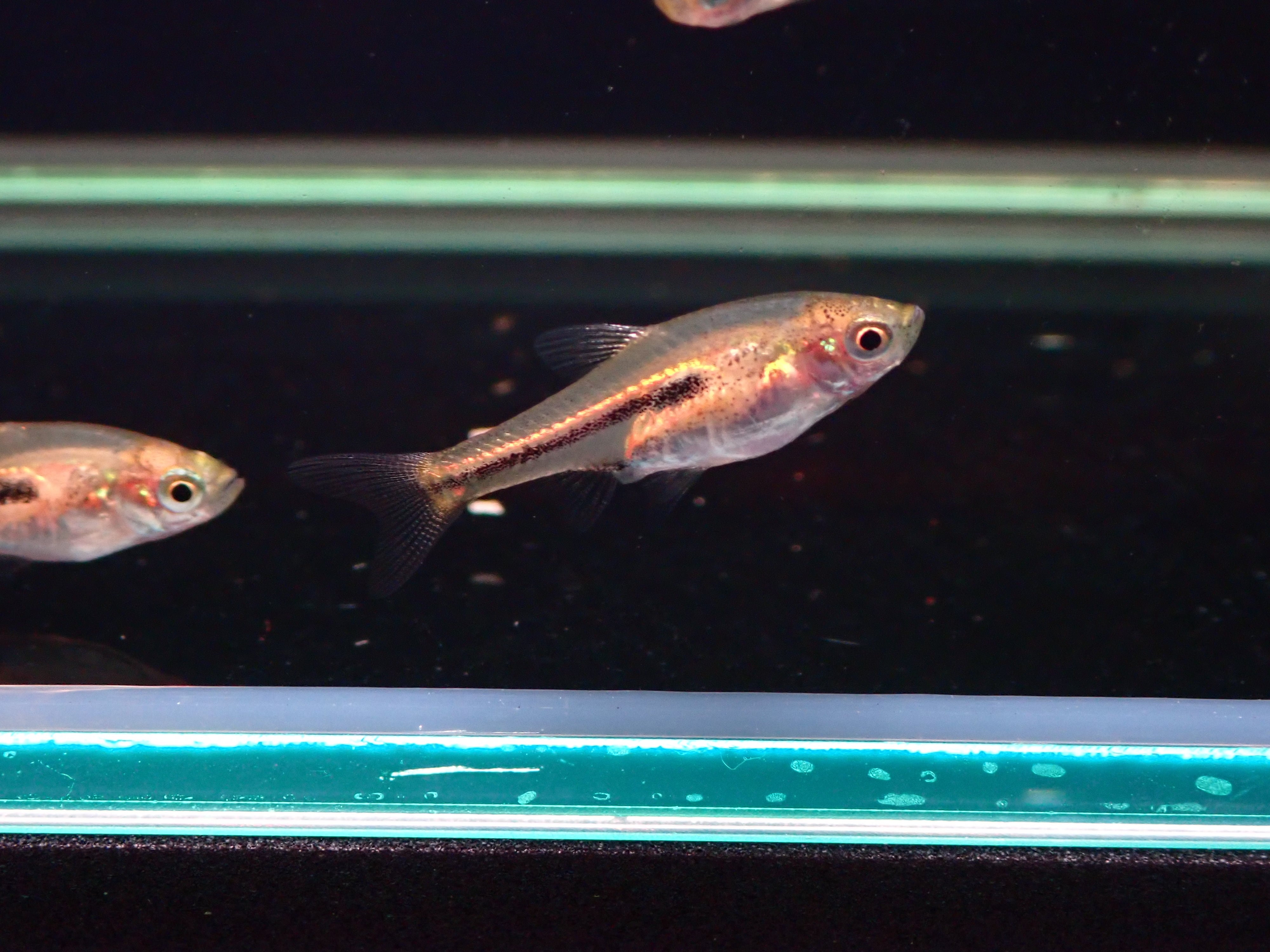 ラスボラ ソムフォングシィ