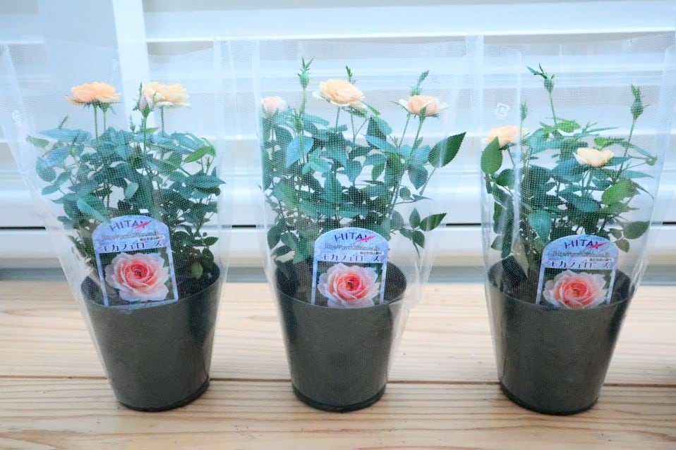 花苗 ミニバラ 『モカフェローズ』 3.5号硬質ポット 薔薇