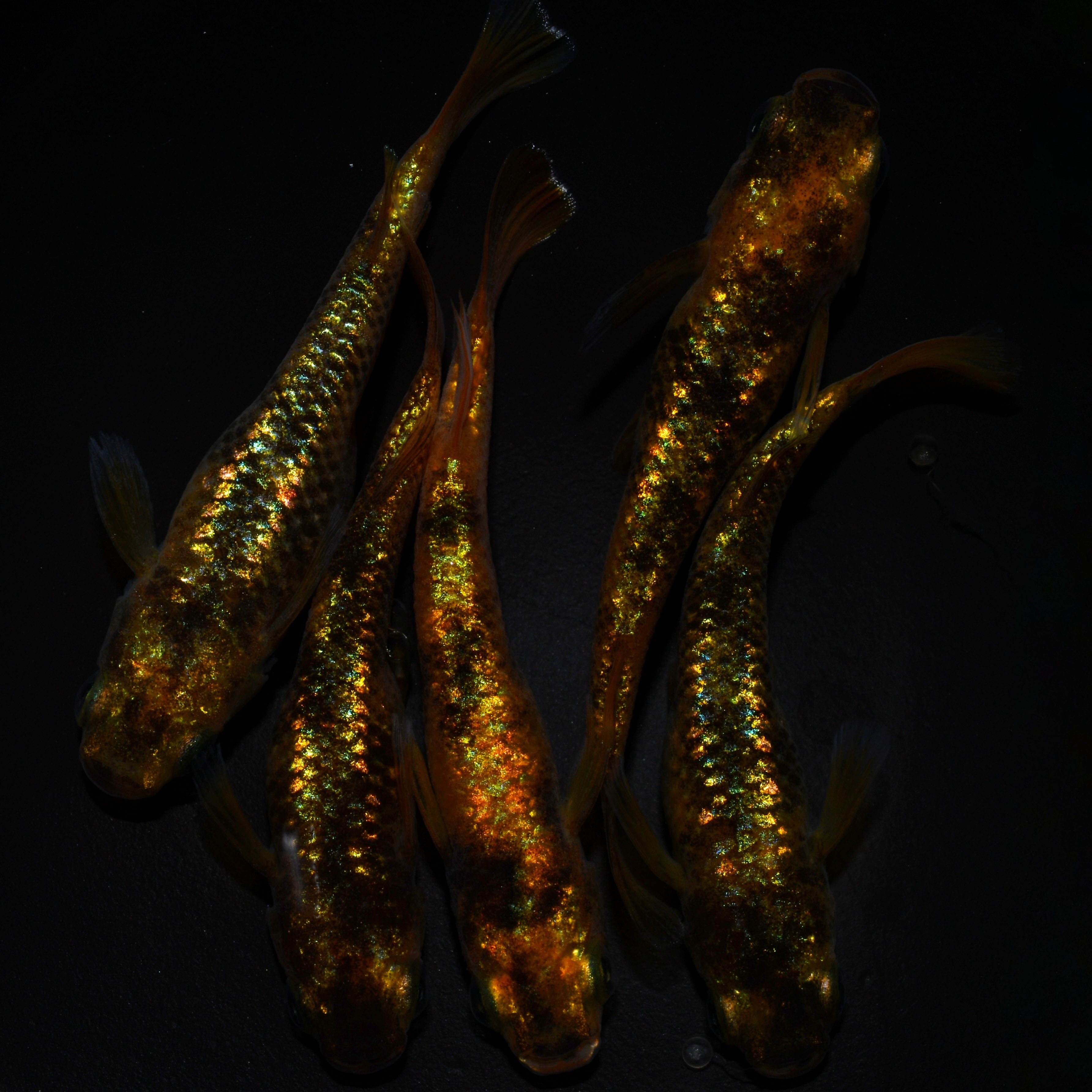 【予告】　舞メダカ様直系　童虎メダカ ✨如虎✨ 舞めだか最新品種の童虎、こちらに月神×レクリスアンリミット