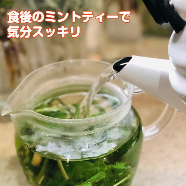 ハーブ 食用 フレッシュハーブティー 5パックセット | ハーブ苗の