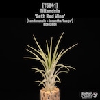 【送料無料】'Seth Red Wine'〔エアプランツ〕現品発送T5641