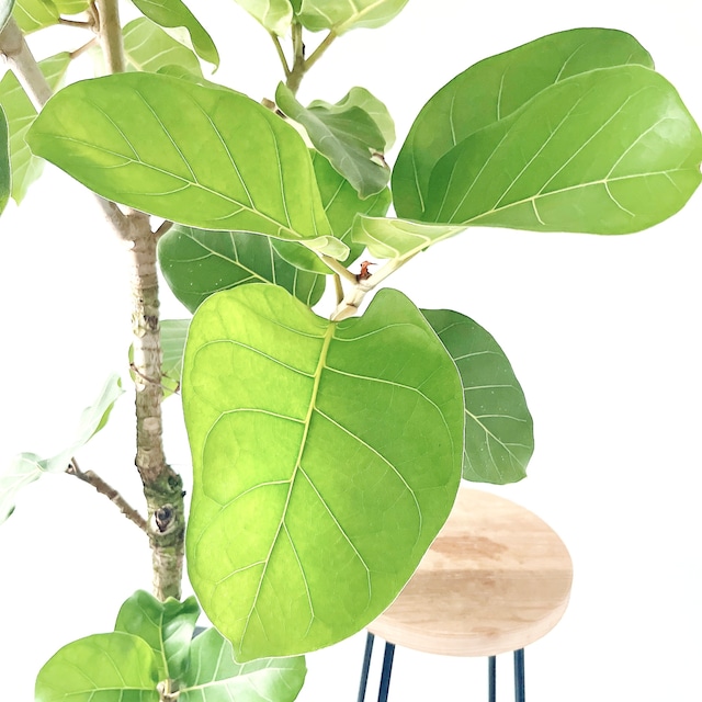 希少 フィカス アフリカンプリンス ８号 観葉植物 calm cafe