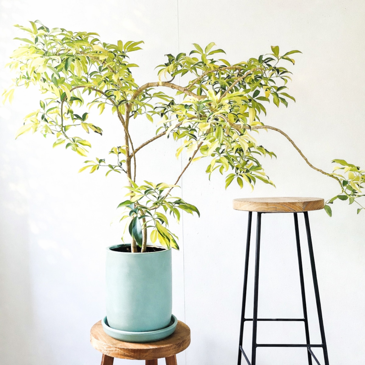 希少 シェフレラ・グランディ 斑入り 8号鉢　陶器鉢観葉植物 calm cafe Luxury Plants】希少 シェフレラ・グランディ 斑入り 観葉植物 calm