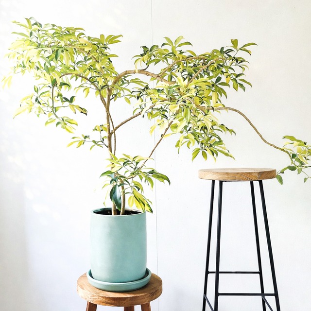 斑入りモンステラ タイコンステレーション｜美斑・ボリューム株