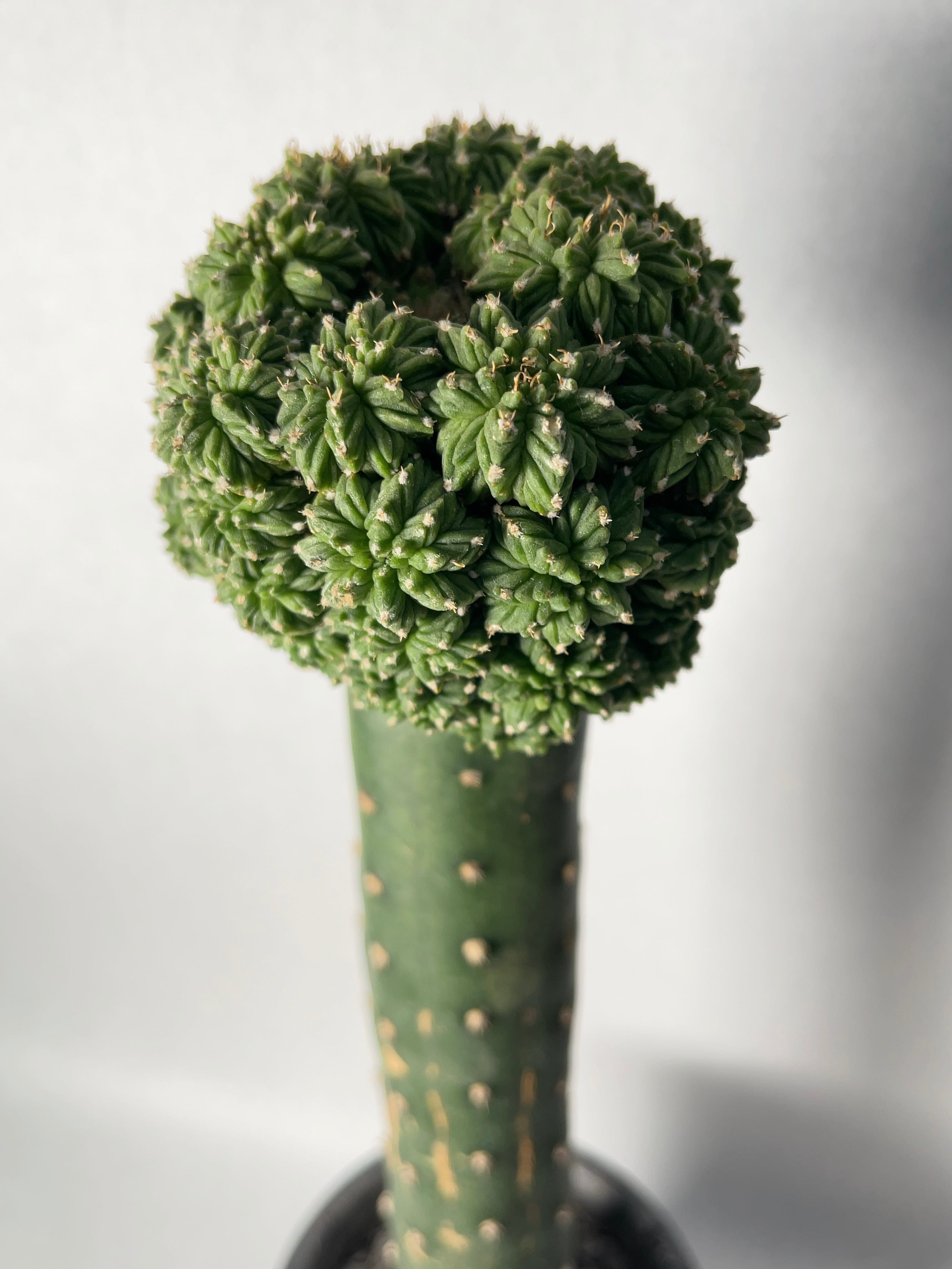 サボテン アズテキウム 花籠 カキコ自根 アズテキウム リッテリ 花籠