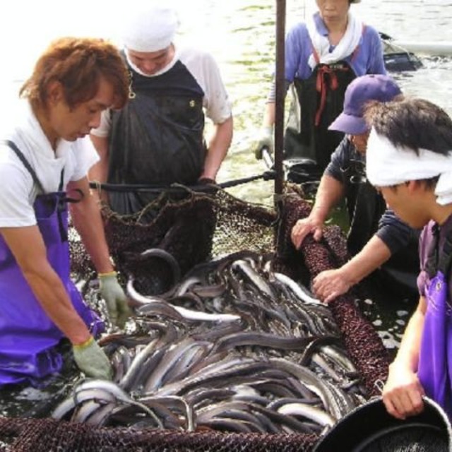 【7月24日（金）発送限定】愛知県 三河一色産 新仔うなぎ（生開き）3尾以上をご注文の方はこちらより！