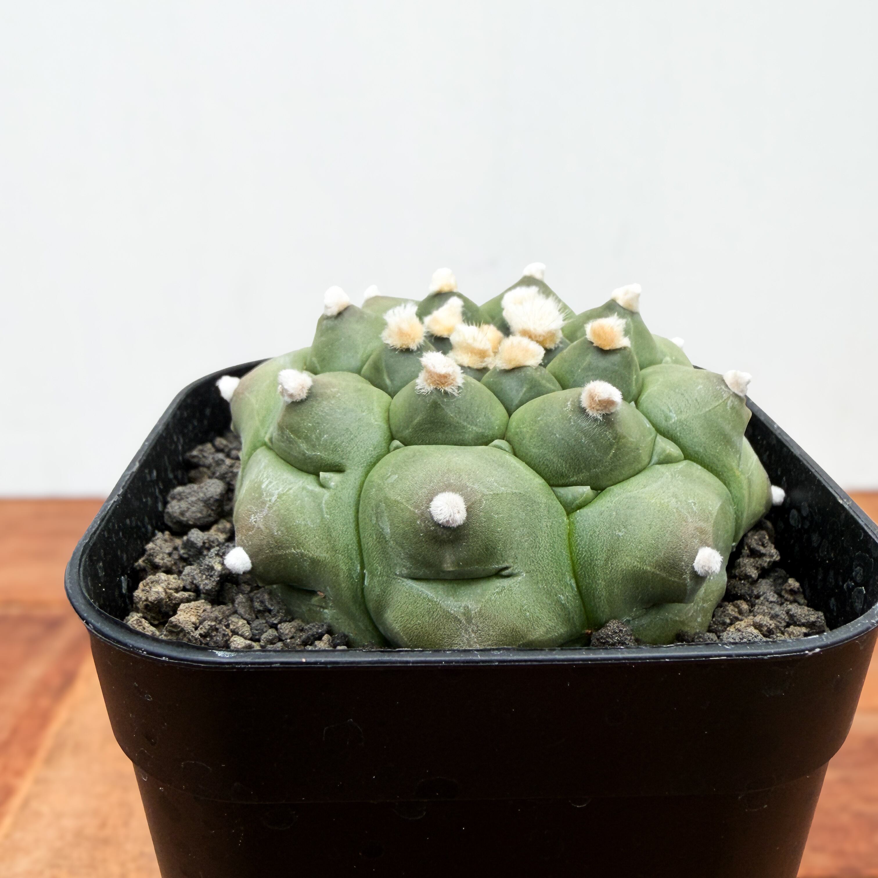 BS013 アストロフィツム・アステリアス・ヌーダム・亀甲 斑入り Astrophytum asterias f.nudum【アストロフィツム・亀甲瑠璃兜