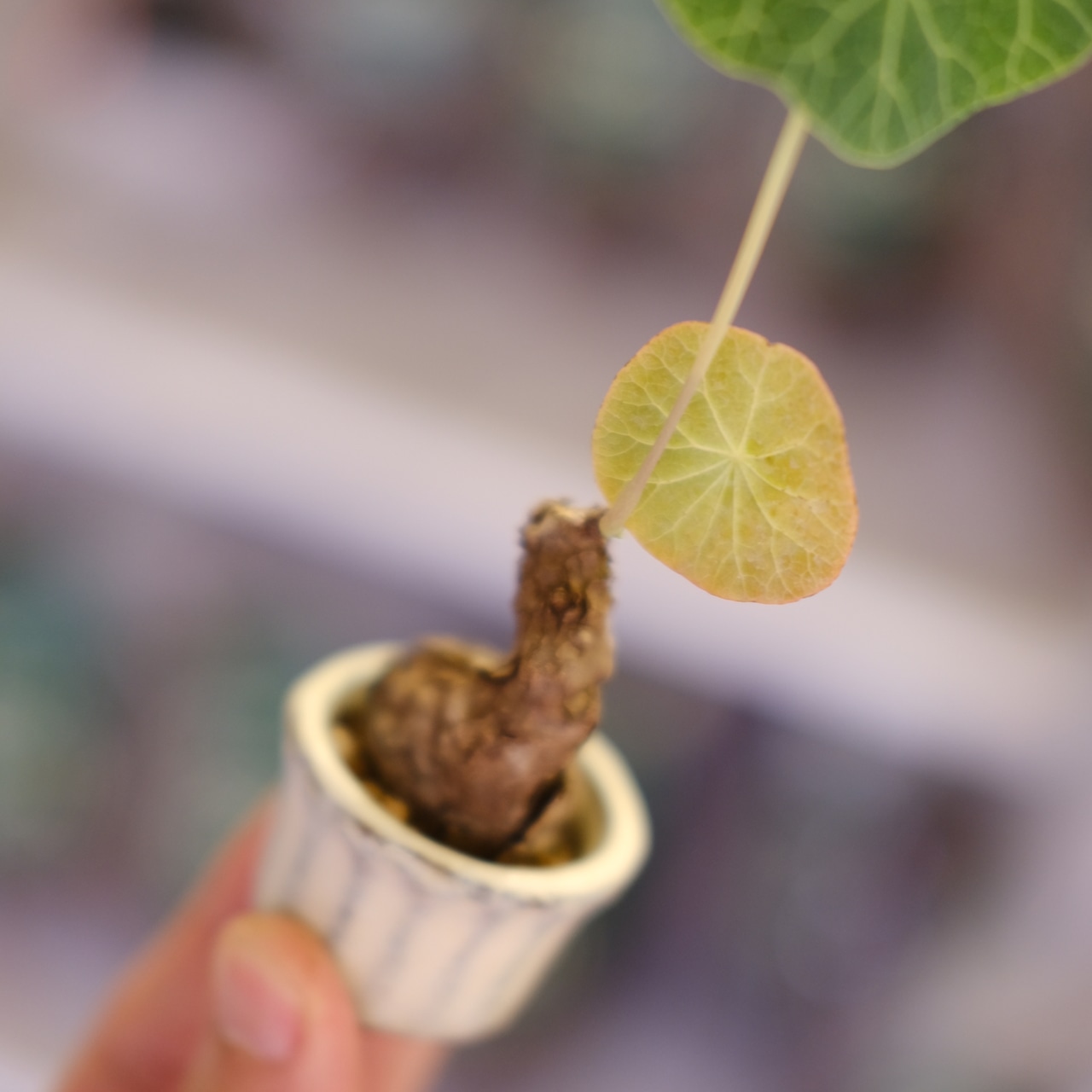 Stephania kaweesakii│ステファニア カウィーサキー③│観葉植物