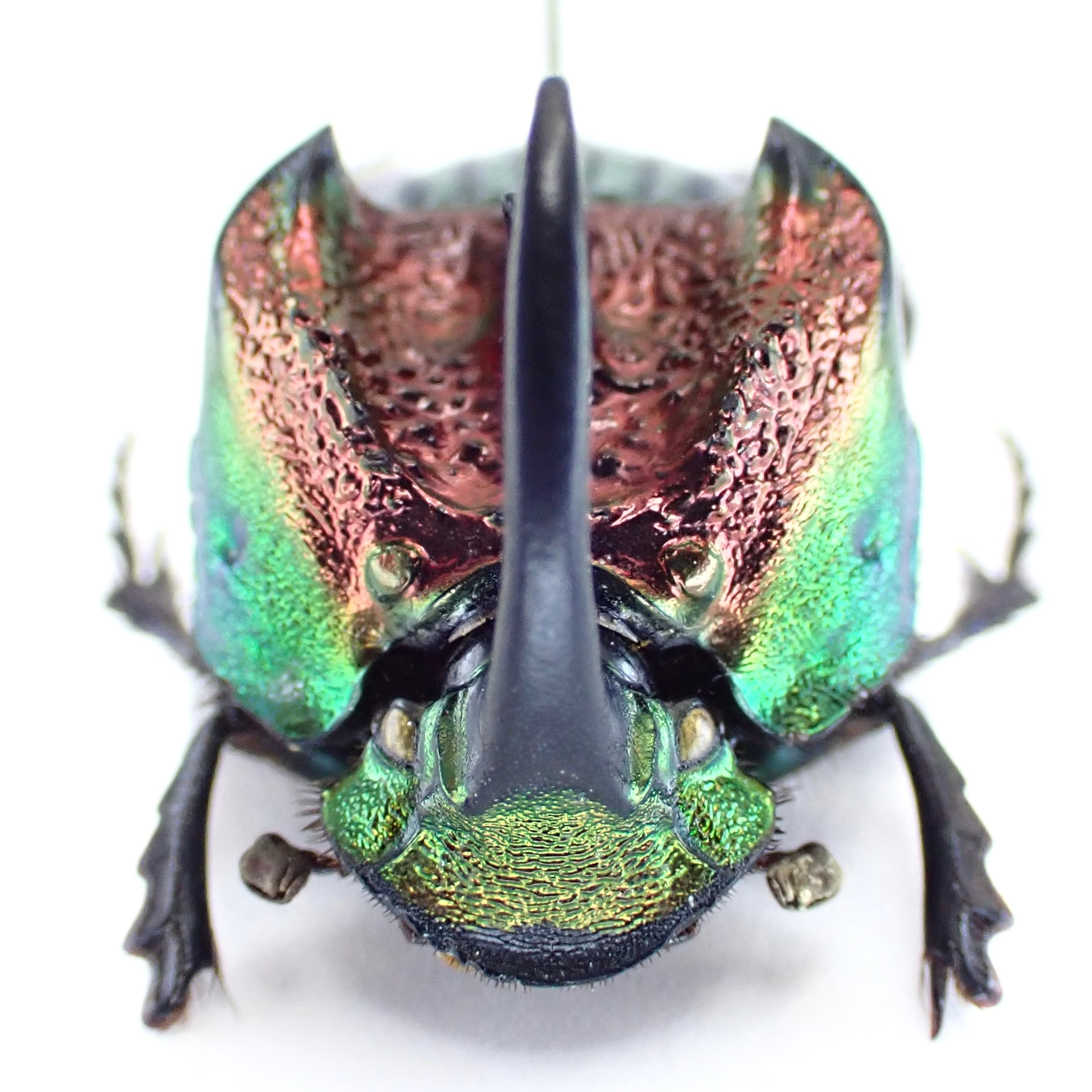 メキシコ産 Phanaeus tridens ♂♀ 15mm/16m 赤緑 | 昆虫標本 Diggers