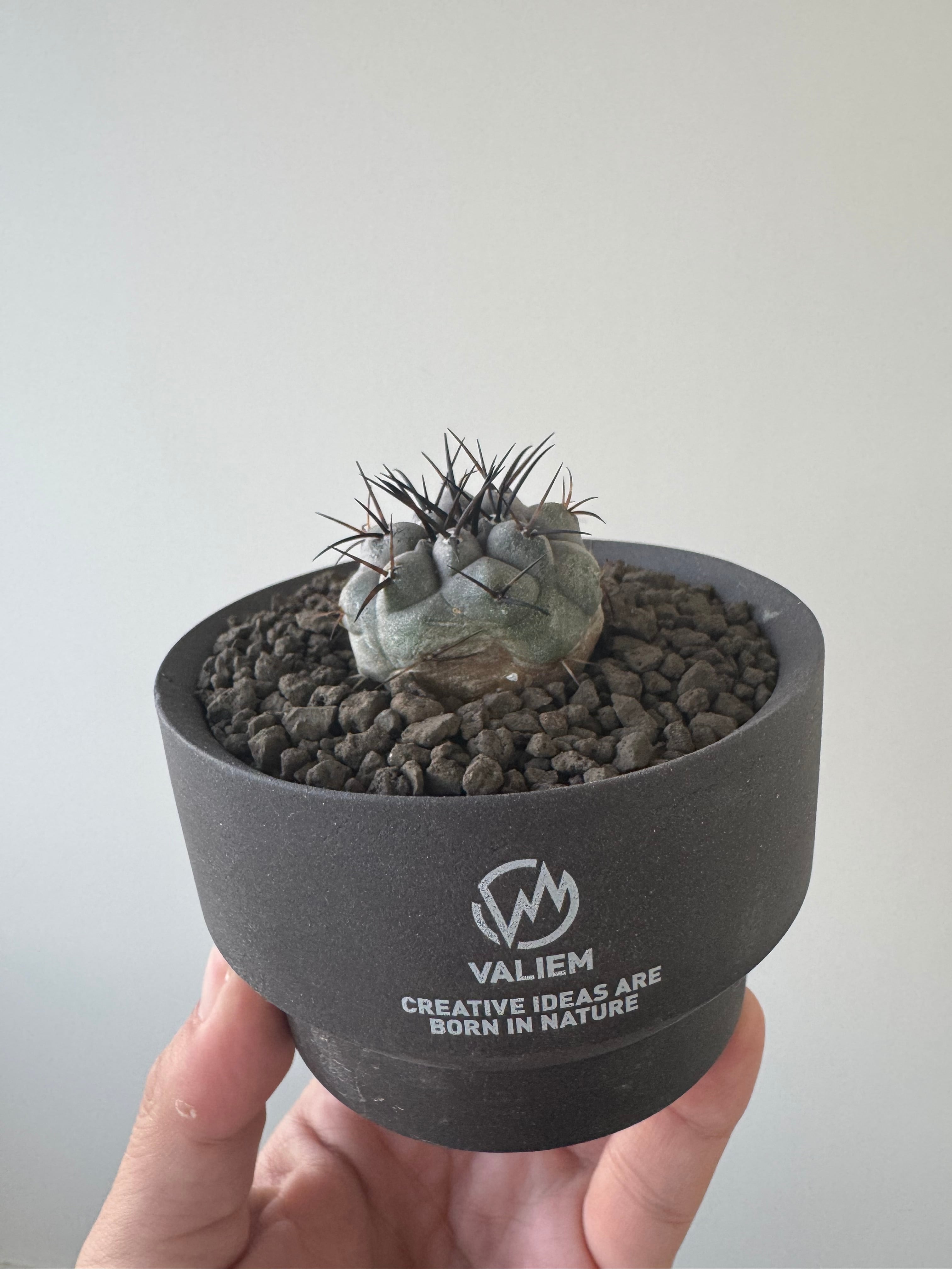 新着】Copiapoa cinerea × VALIEM GHOST【俺の黒王丸】コピアポア