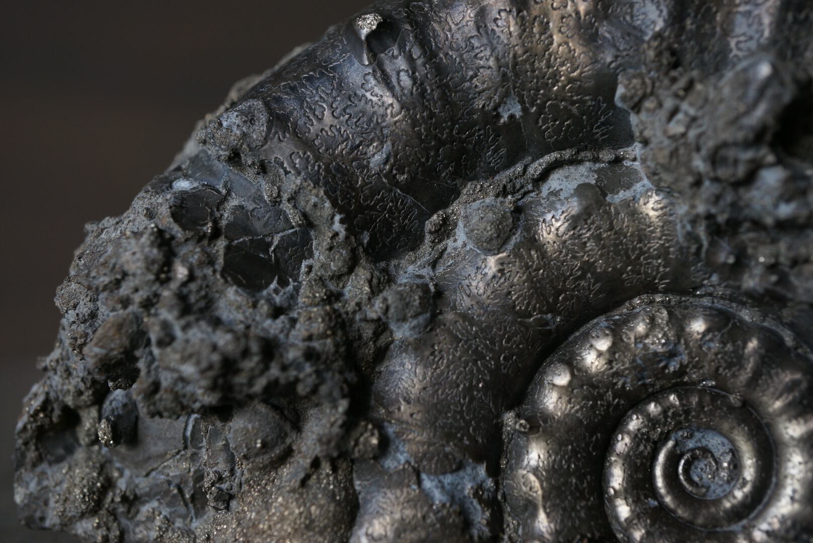 イギリス産黄鉄鉱化アンモナイト Pyritized Ammonite 1895 | 叙景 jokei