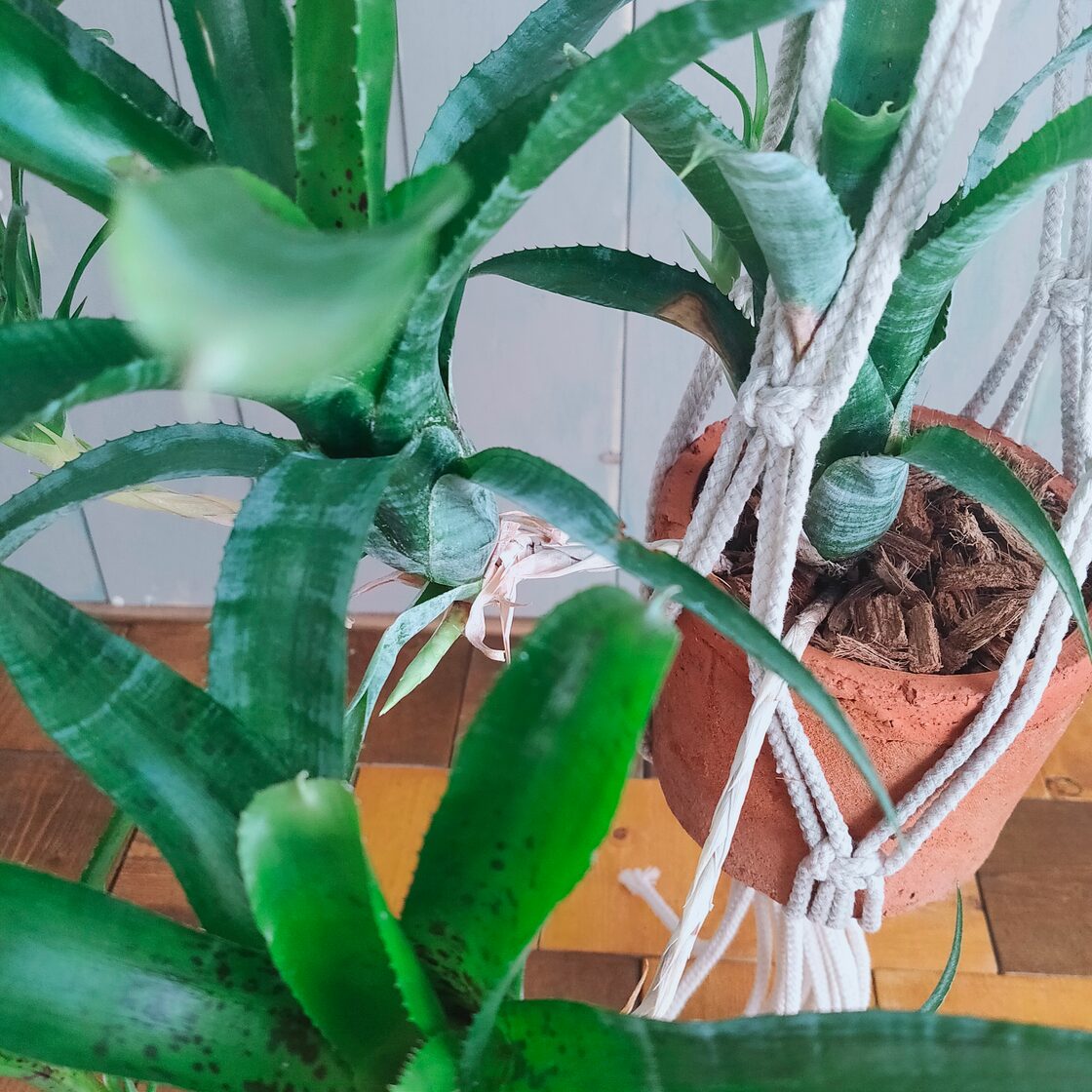 観葉植物】ネオレゲリア 陶器鉢 吊り下げ | PAY ID