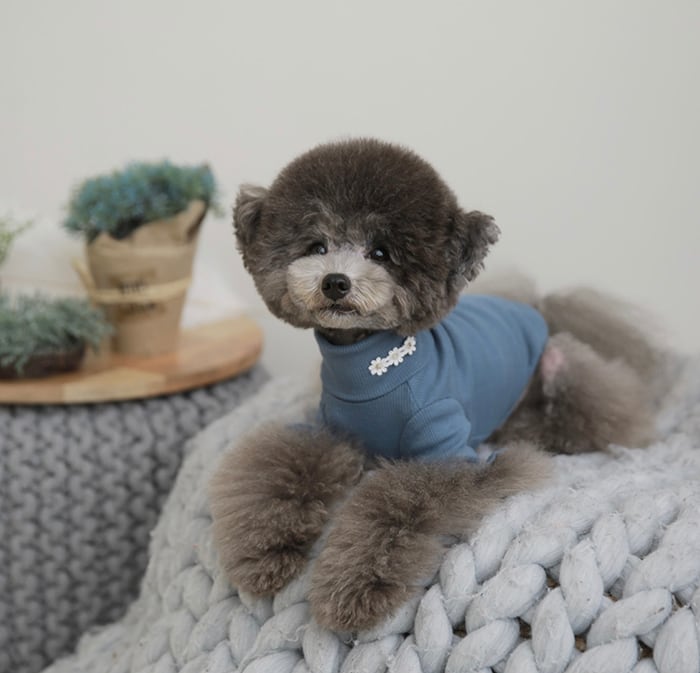 袖フリルネックポーラ S ~ XL 4color / 犬服 新作 秋冬 トップス 可愛い 犬の服 シンプル ペット洋服 ドッグウェア 犬 猫