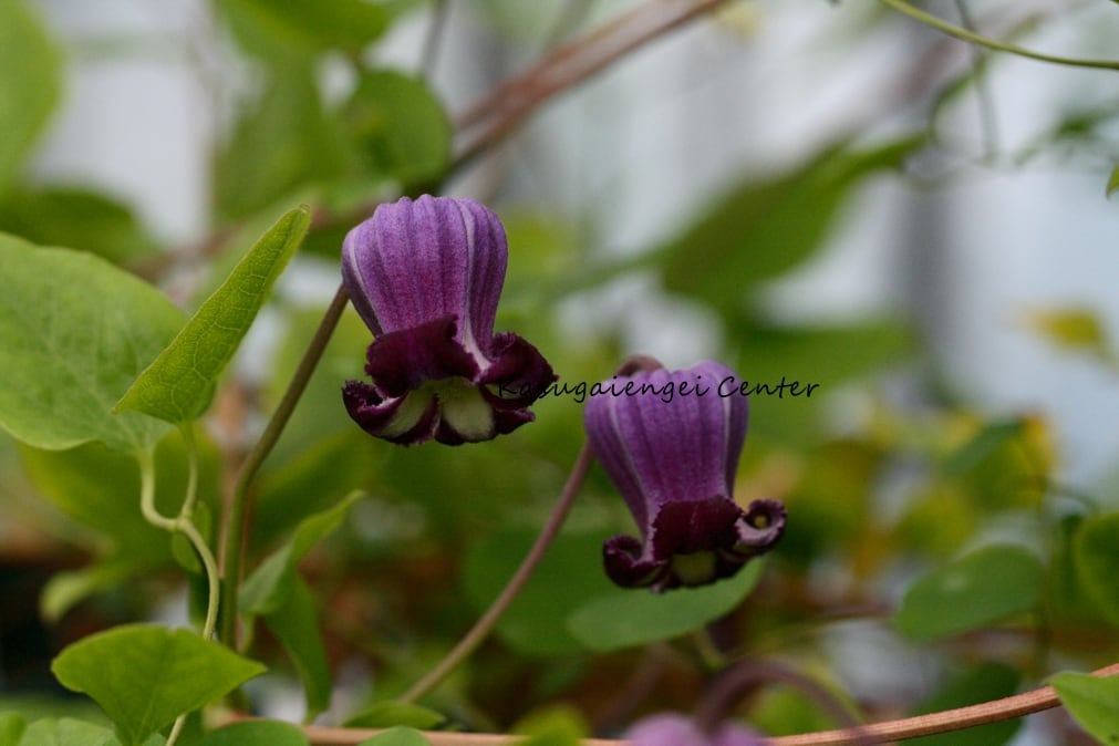 パープル・チャチャ ‘‵Purple chacha’ -ヴィオルナ系 K-12