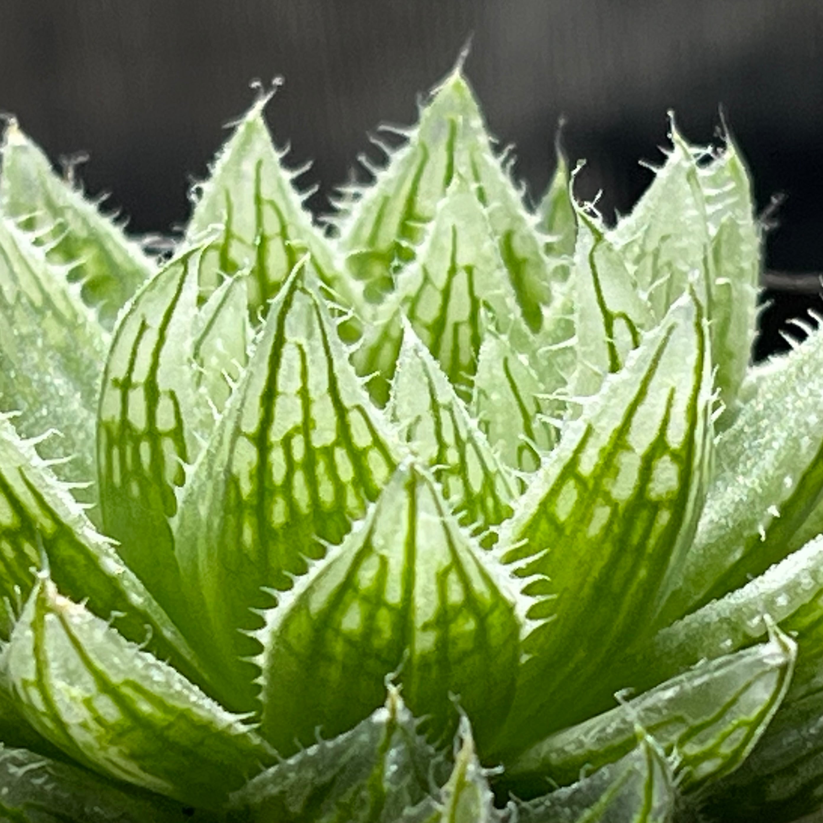 ハオルチア エメラルドLED錦(微斑) | mocono_plants