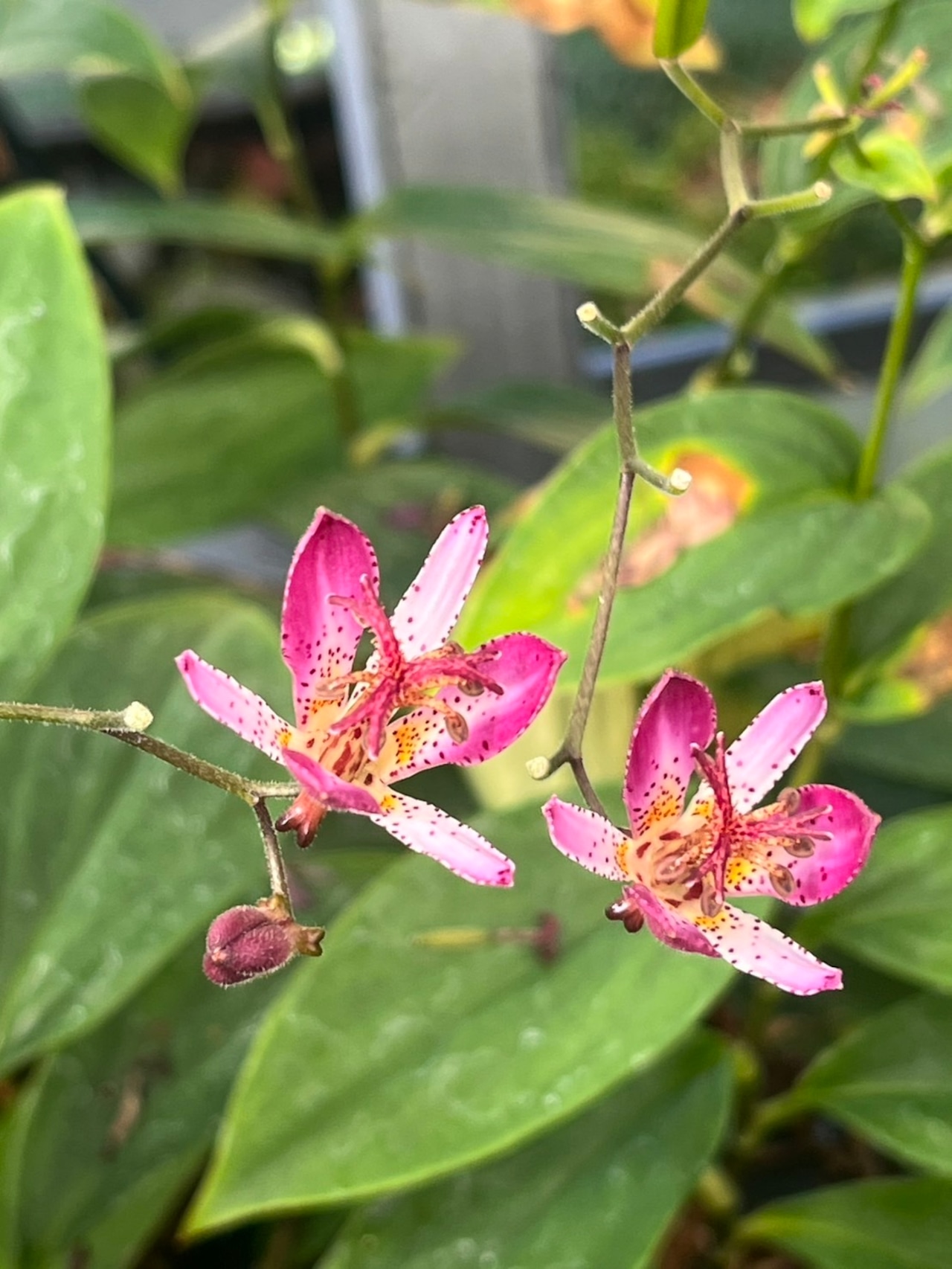 ホトトギス ベニフジ(杜鵑 紅富士)7,5cm〜9cmポット【山野草】【タイワンホトトギス】の画像02