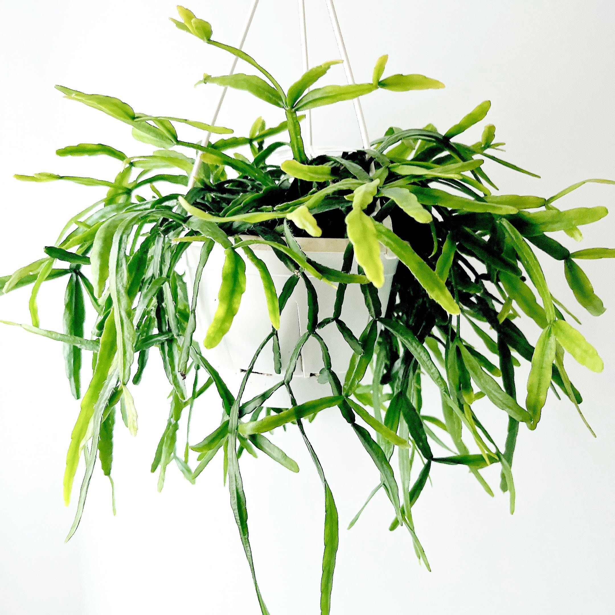 【ボリューム株】リプサリス ラウヒオルム ラウヒホラム 吊り 観葉植物 5号 人気》 リプサリス ラウヒオルム ラウヒホラム ハンギング 観葉植物
