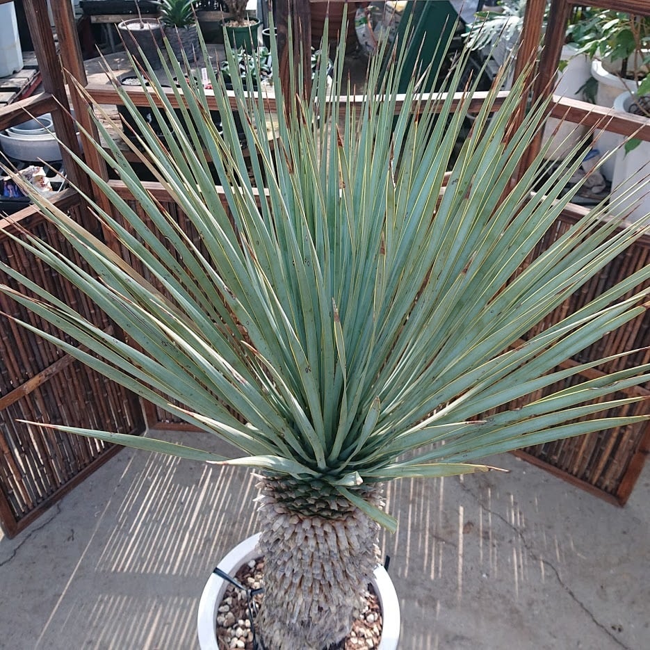 1. ユッカ ロストラータ yucca rostrata | 多肉植物ハオルチア・アガベ ...