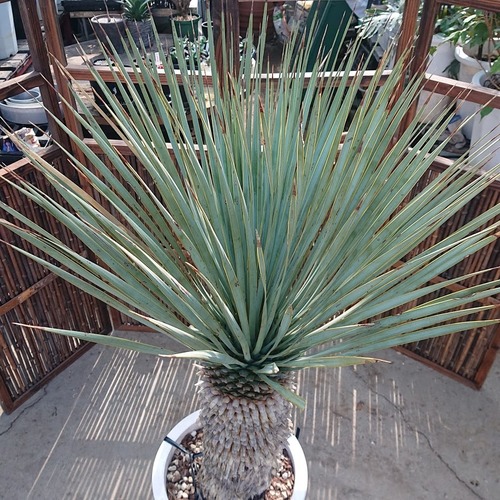 1. ユッカ ロストラータ yucca rostrata