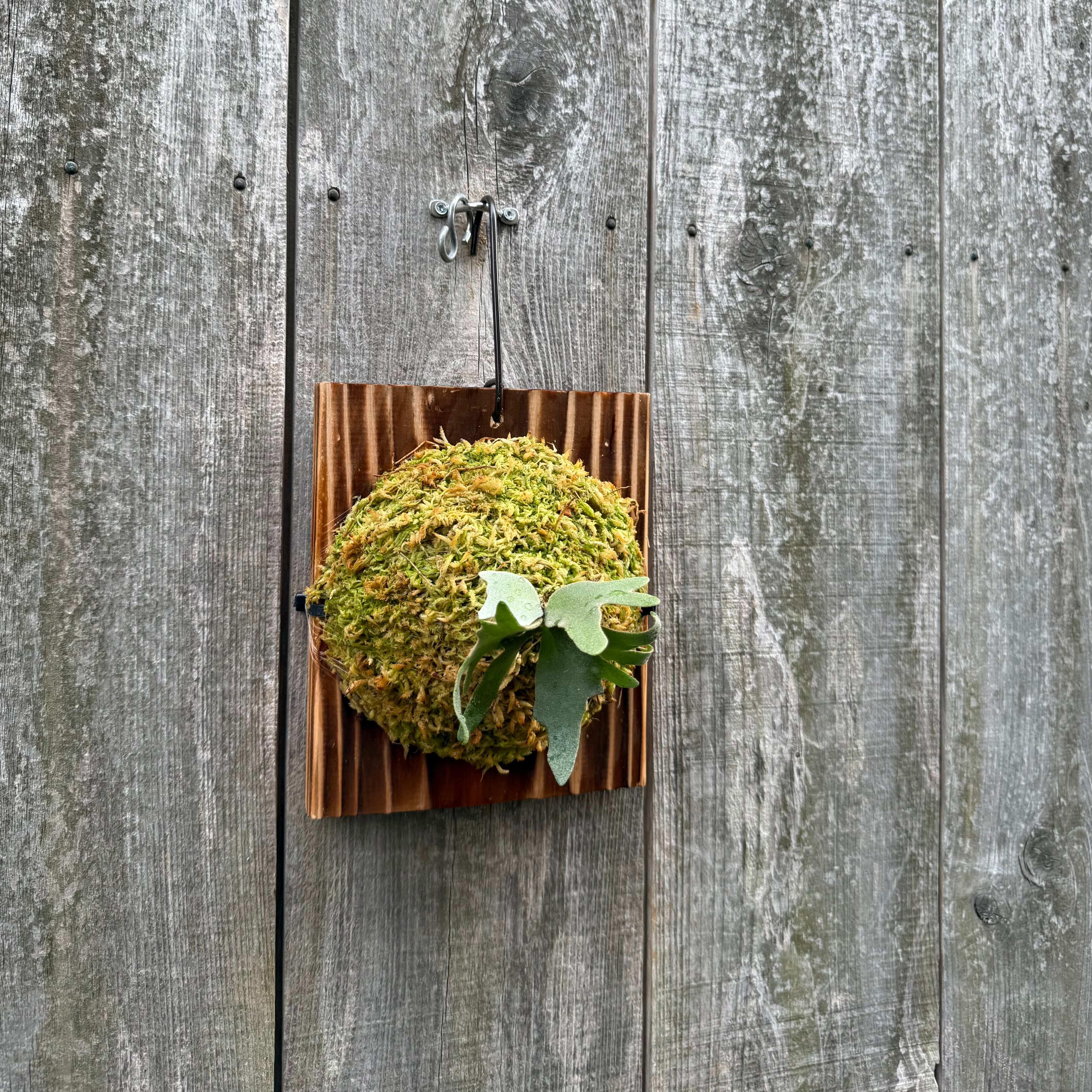 P.willinckii makigumo (pup) | naturefix