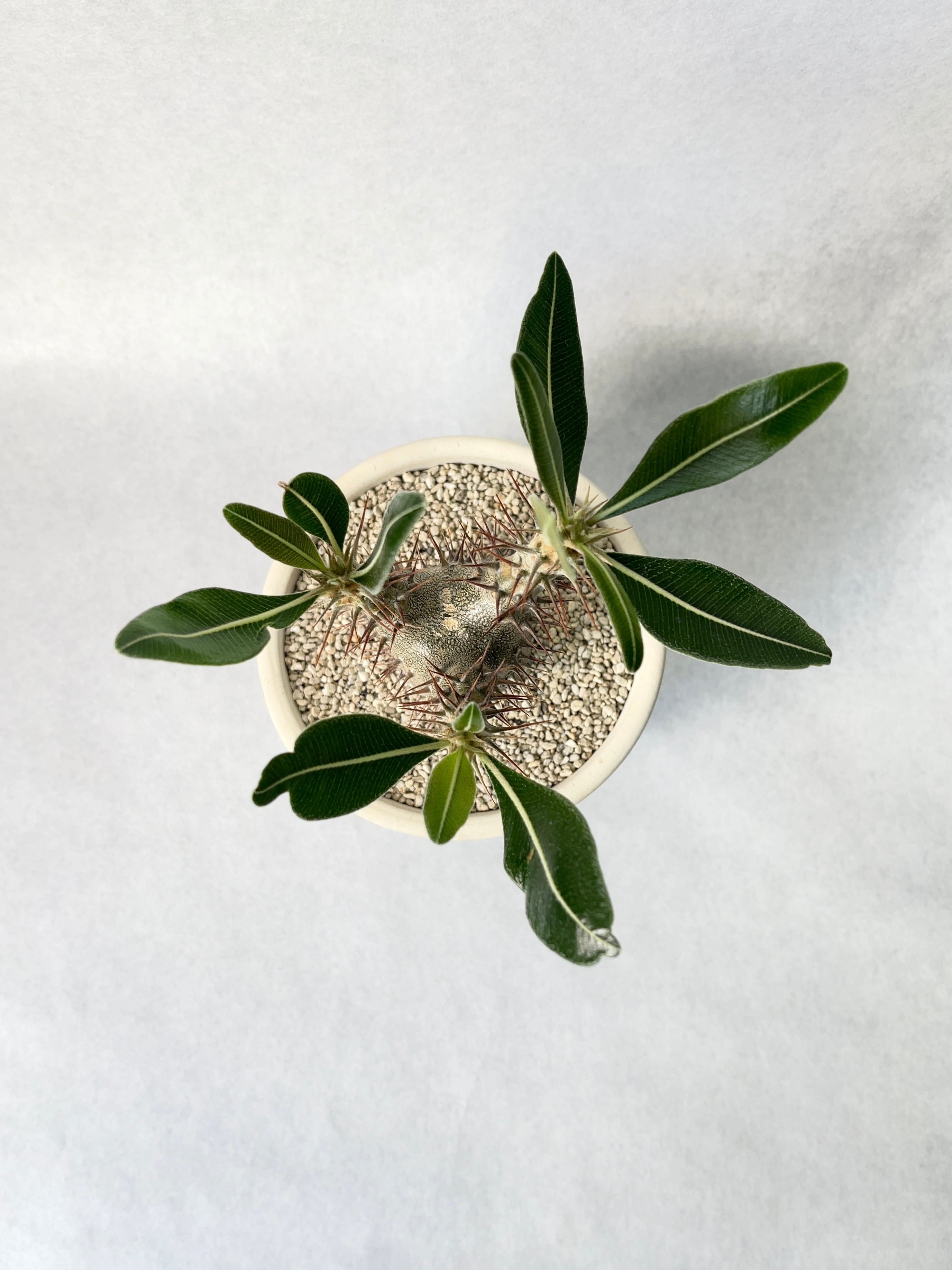 パキポディウム・カクチペス | trigger