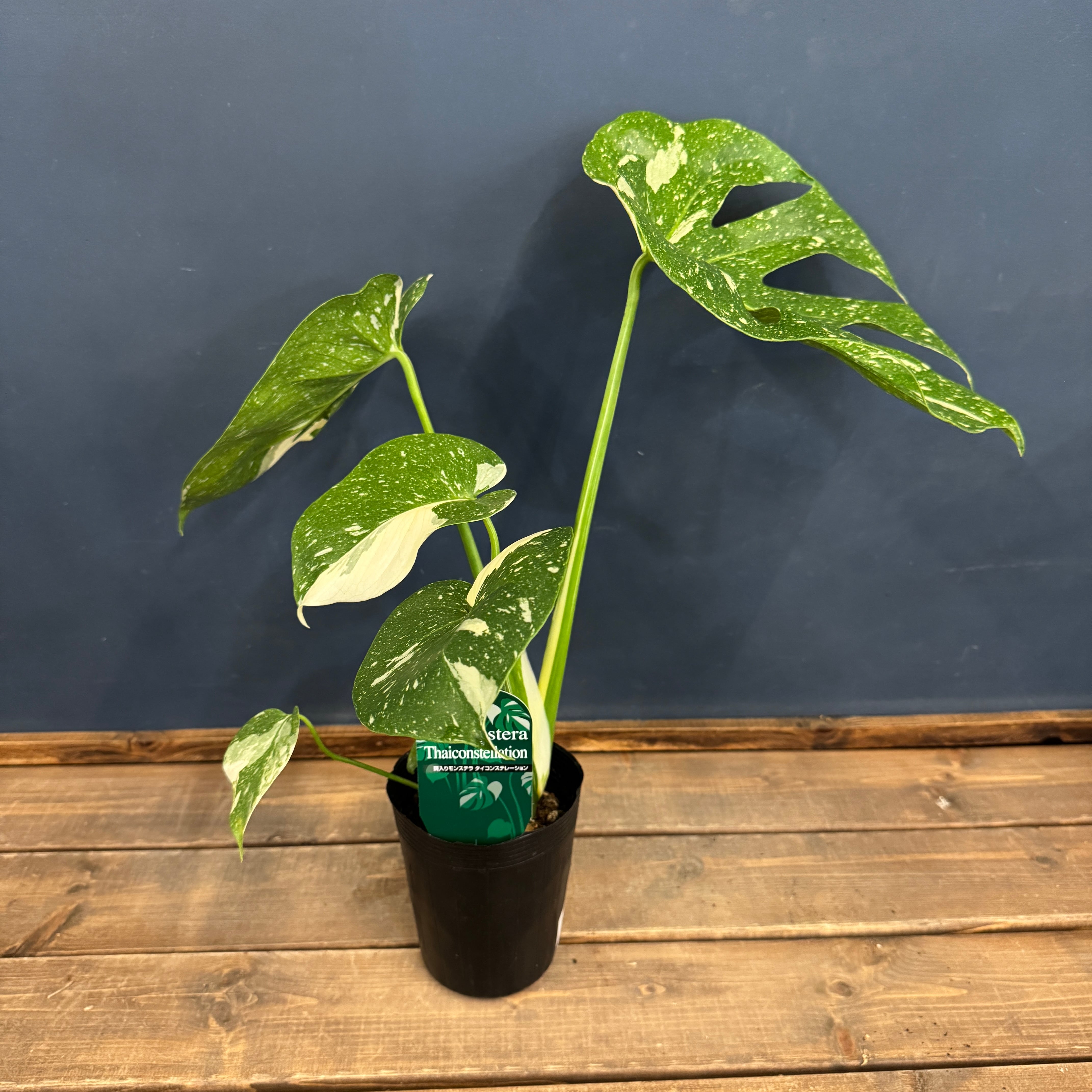 モンステラ タイコンステレーション【359】 | PROTOLEAF プロトリーフ