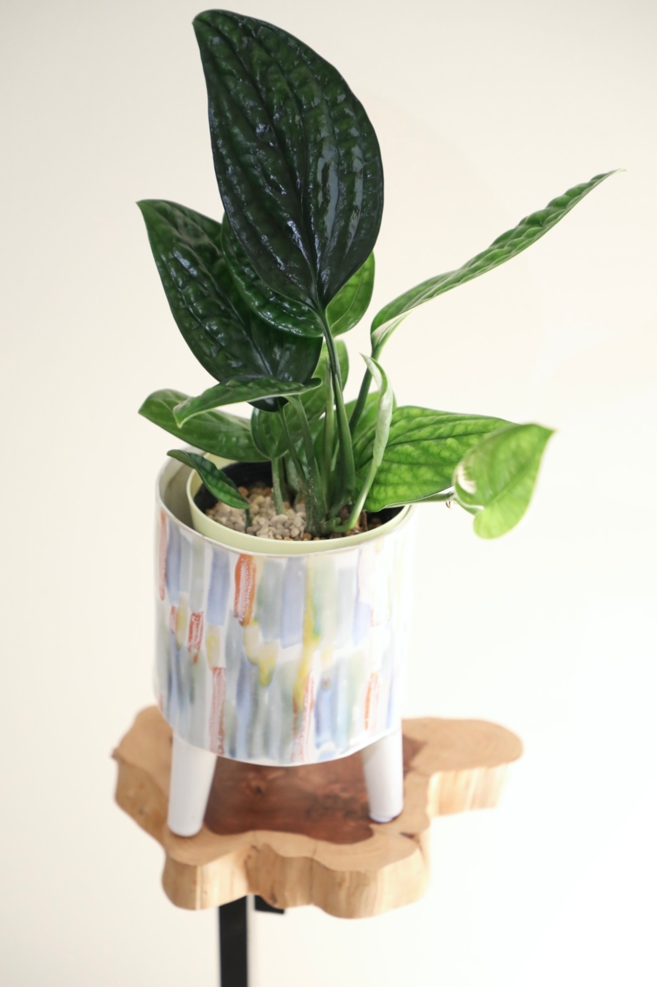 【M】モンステラ ジェイド シャルトコック/Monstera Jade Shuttlecock ※陶器鉢カバー付き