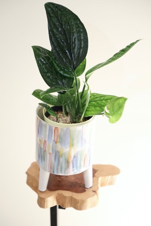 【M】モンステラ ジェイド シャルトコック/Monstera Jade Shuttlecock ※陶器鉢カバー付き