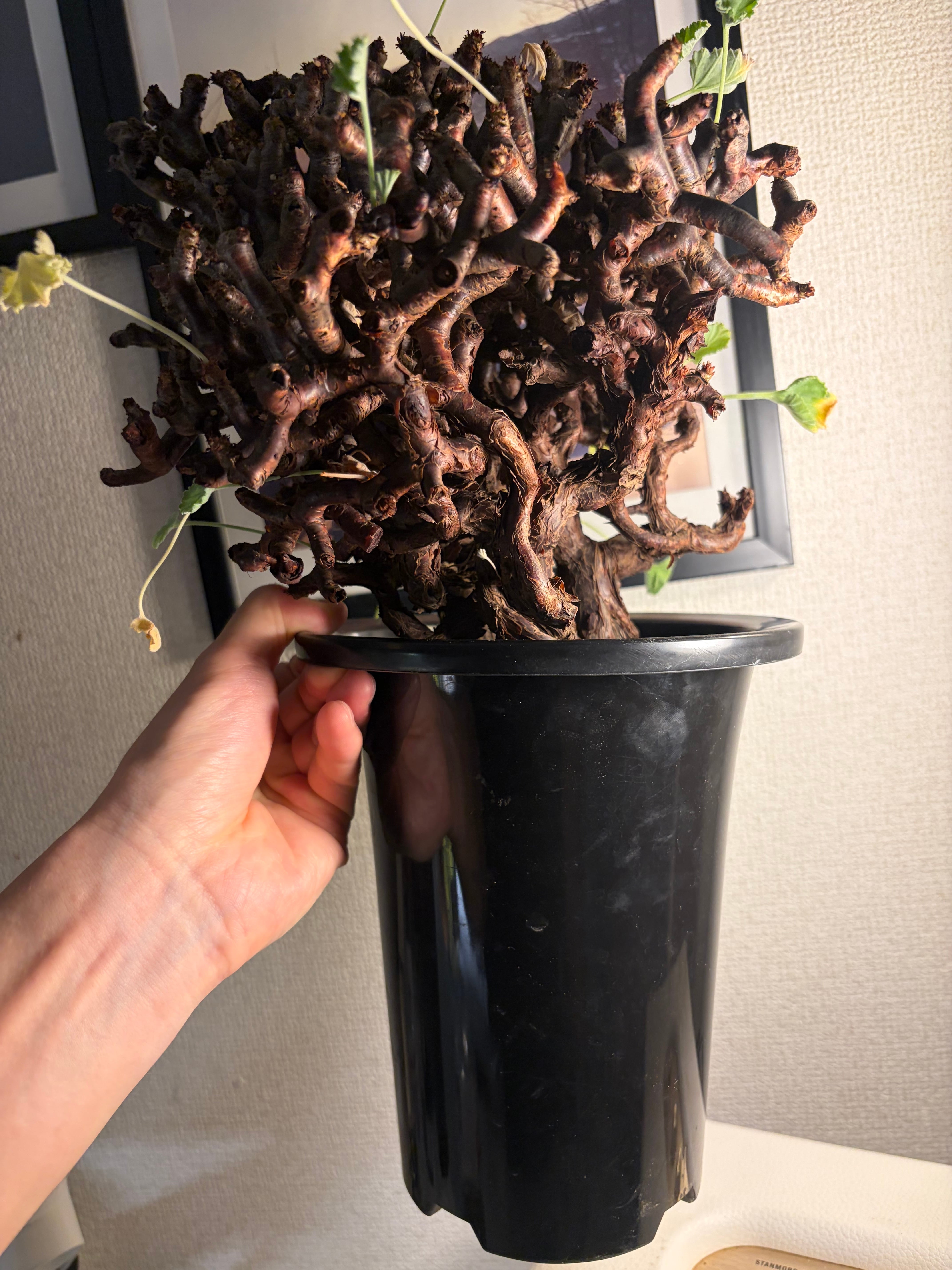 メデューサの剛毛髪のようなペラルゴニウム ミラビレ 塊根植物